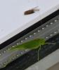 Phaneroptera nana